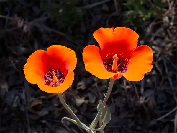 Mariposa Lily