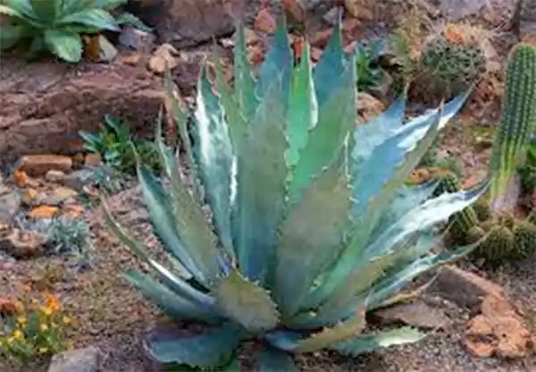 Mescal Agave