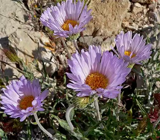 Mojave Aster
