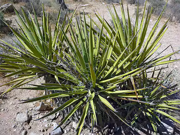 Mojave Yucca