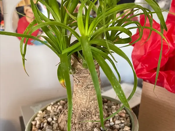 Nonila recurvata indoors