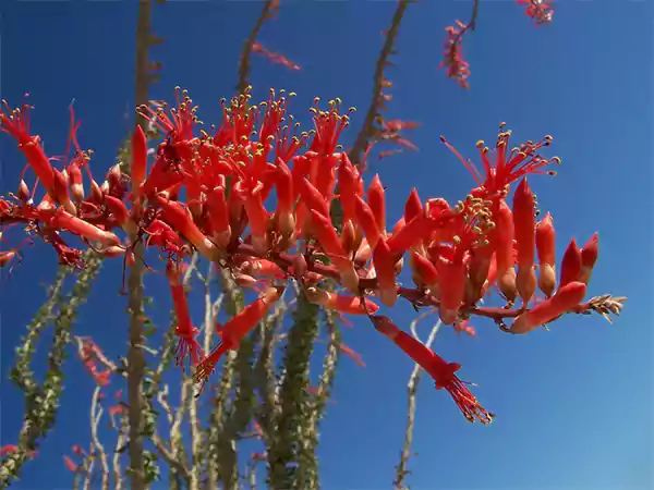 Ocotillo