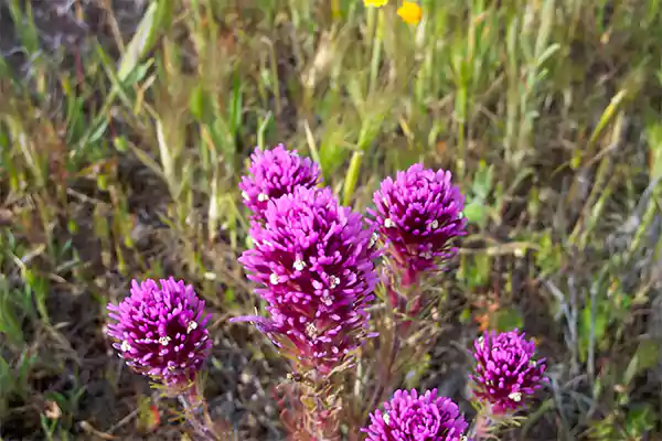 Owls Clover