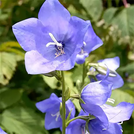 Peach Leafed Bluebell