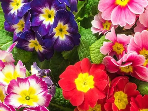 Primrose Flower