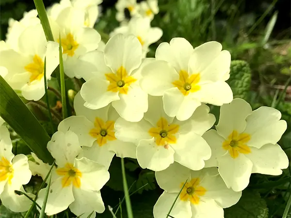 Primrose Flower