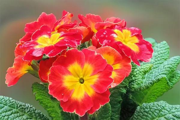 Primrose Flower