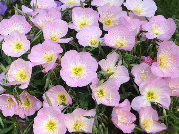Primrose Flowerr