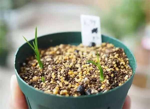 Propagation through seedss