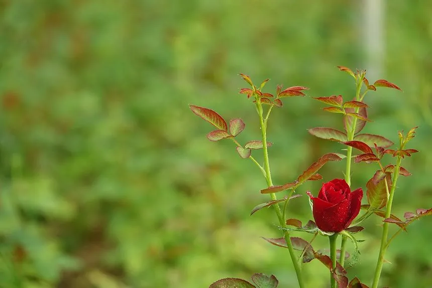 Remove unwanted leaves