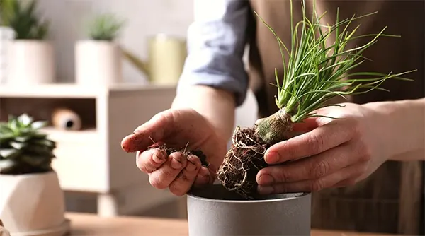 Repotting B. recurvata plants