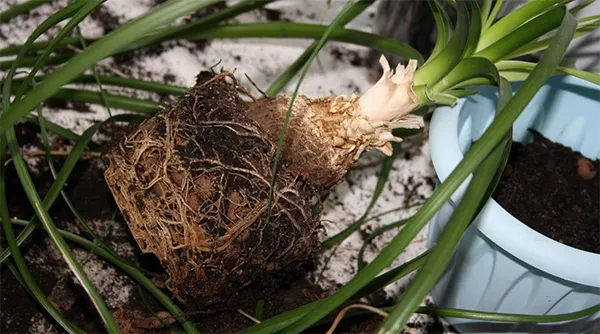 Root rot