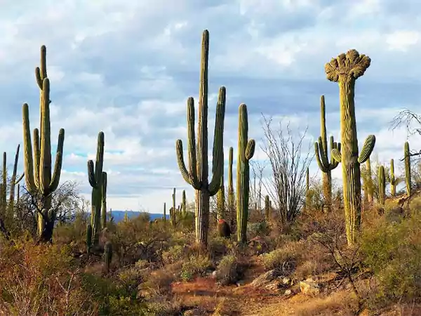 Saguaro Cactus