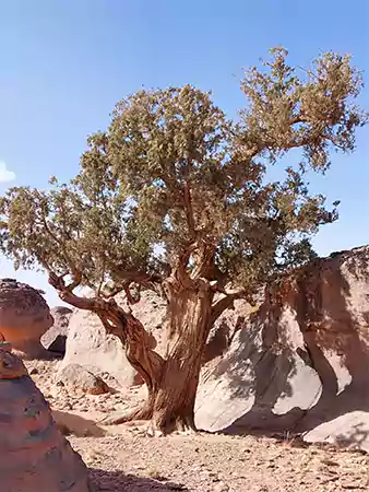 Saharan Cypress