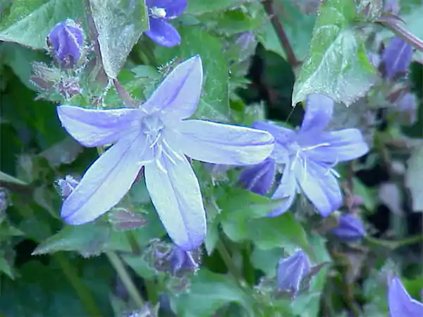 Serbian Bellflower