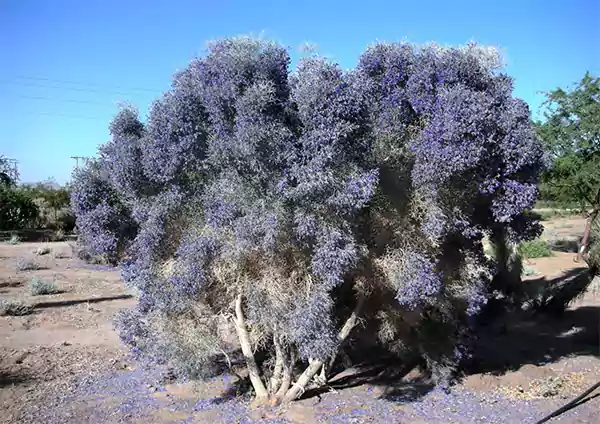 Smoke Tree