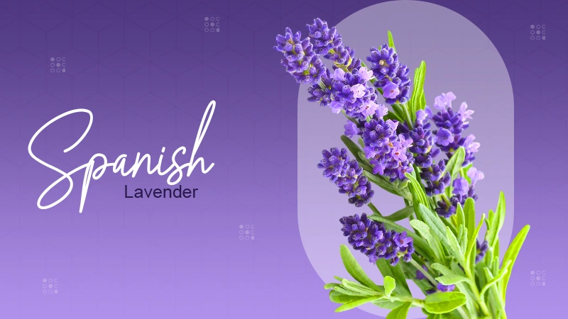 Spanish Lavender