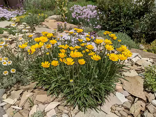Sundancer Daisy