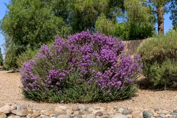 Texas Sage