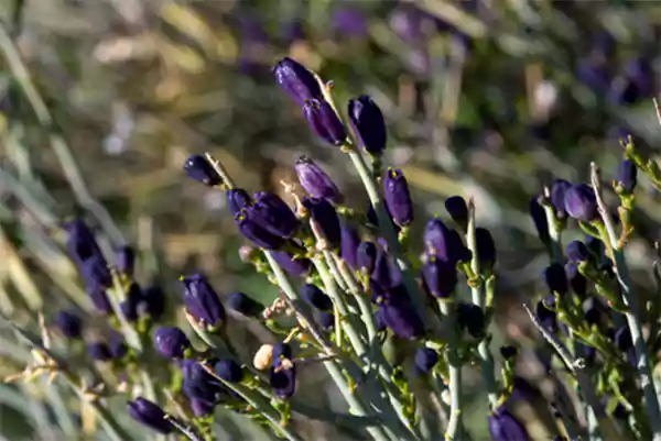 Turpentine Broom