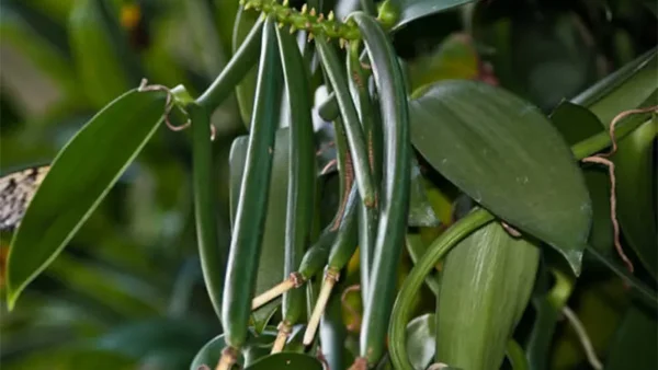 Vanilla Bean Plant
