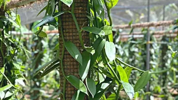Vanilla Bean Plant
