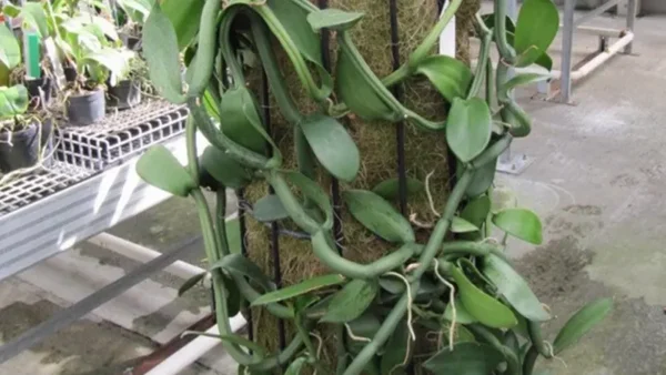 Vanilla Bean Plant