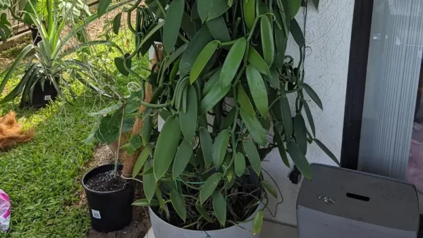 Vanilla Bean Plant