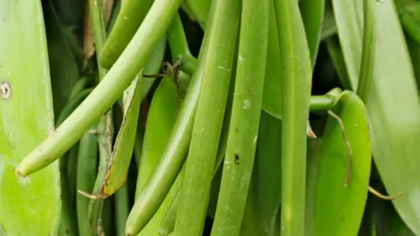 Vanilla Bean Plant