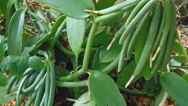 Vanilla Bean Plant