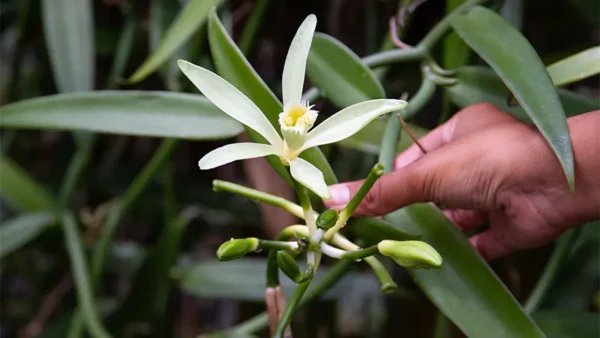 Vanilla Bean Plant