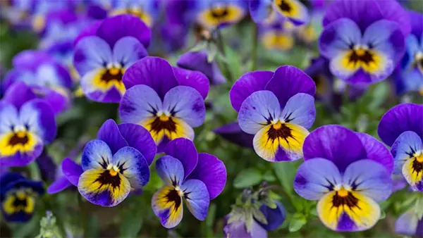 Violet Flower