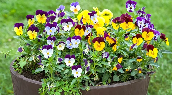 Violet Flower