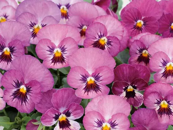 Violet Flower