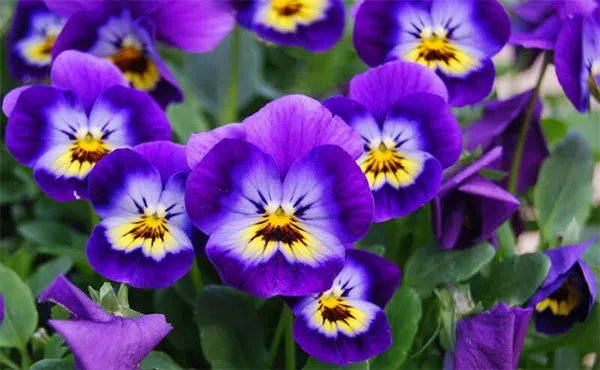 Violet Flower