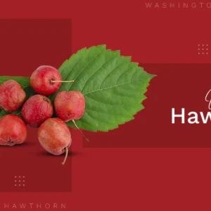 Washington Hawthorn Tree for Sale - Fast Delivery at Your Doorstep