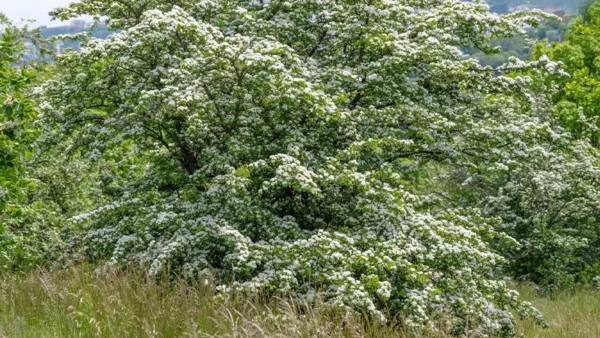 Washington Hawthorn