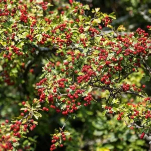 Washington Hawthorn