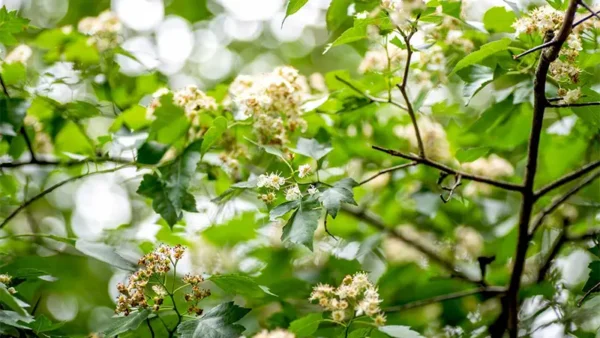 Washington Hawthorn