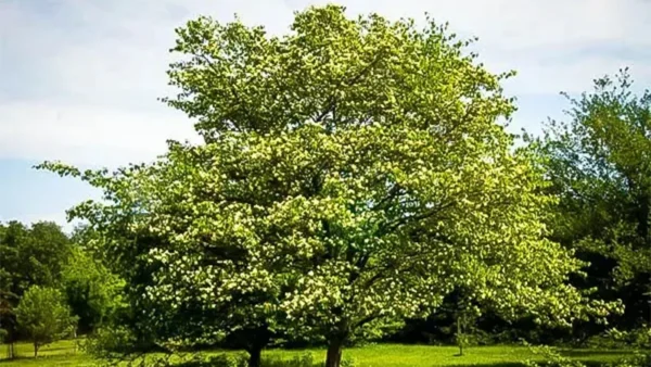 Washington Hawthorn