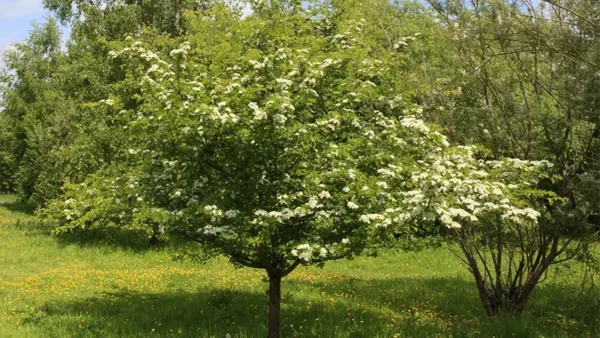 Washington Hawthorn