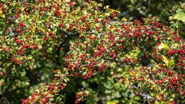Washington Hawthorn