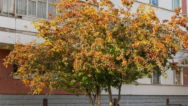 Washington Hawthorn