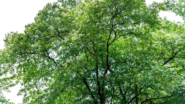 Washington Hawthorn