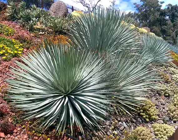 Whipples Yucca