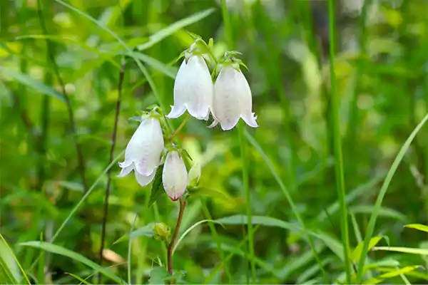 White Bellflower Campanula