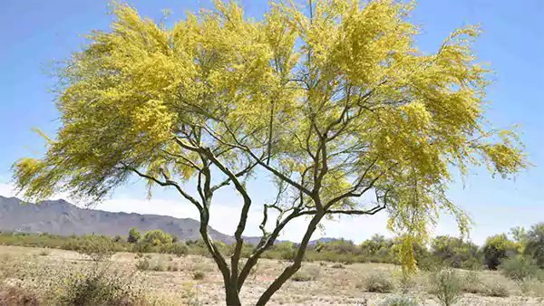 Yellow Palo Verde