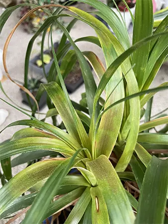 Yellowing leaves
