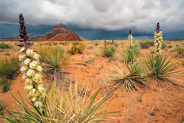 Yucca Plant