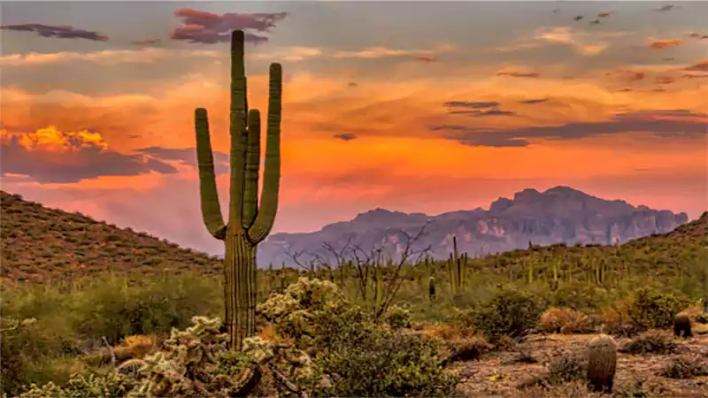 d-Desert Plants